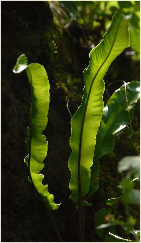 Hirschzungenfarn (Asplenium scolopendrium)