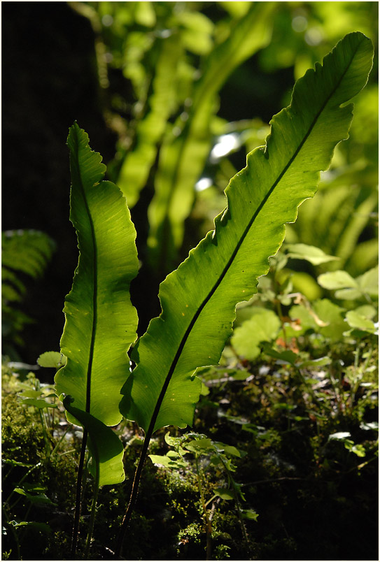 Hirschzungenfarn (Asplenium scolopendrium)