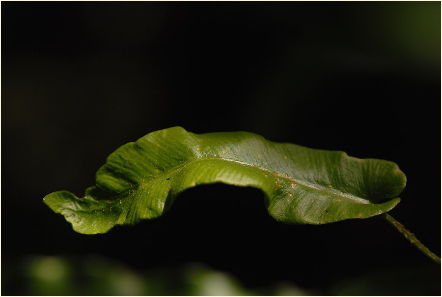 Hirschzungenfarn (Asplenium scolopendrium)