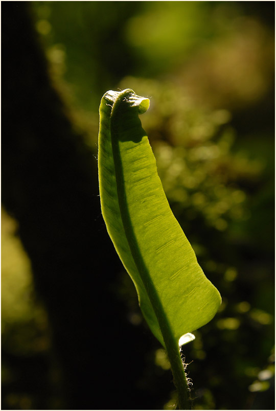 Hirschzungenfarn (Asplenium scolopendrium)