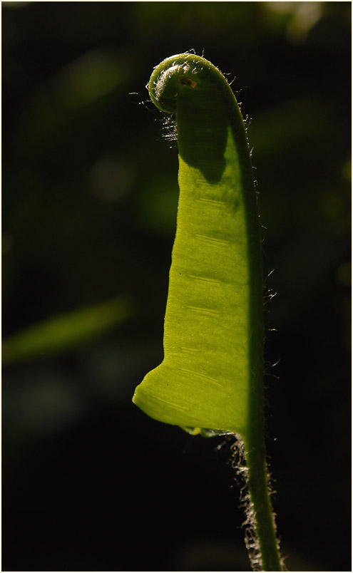 Hirschzungenfarn (Asplenium scolopendrium)