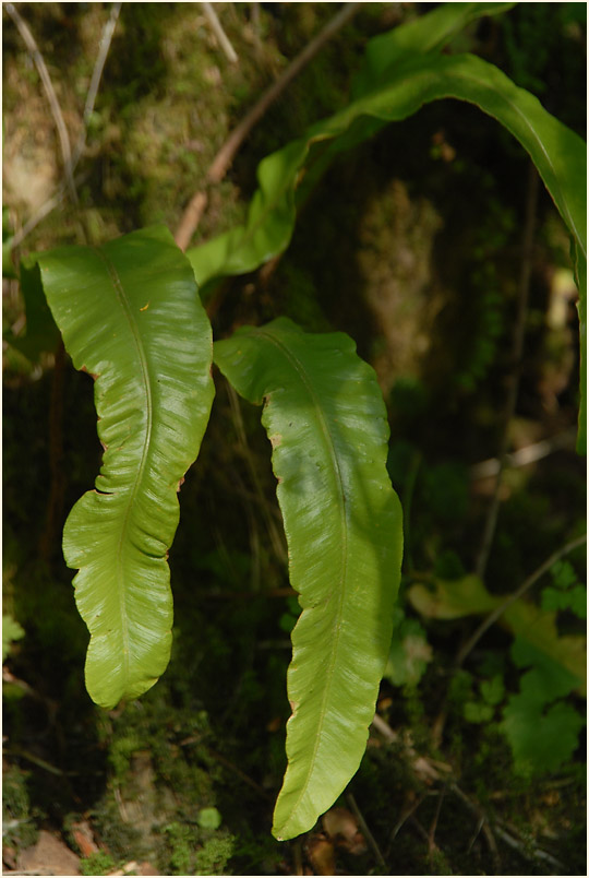 Hirschzungenfarn (Asplenium scolopendrium)