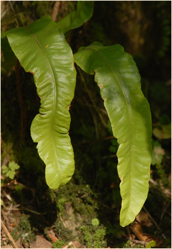 Hirschzungenfarn (Asplenium scolopendrium)