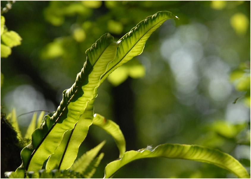 Hirschzungenfarn (Asplenium scolopendrium)