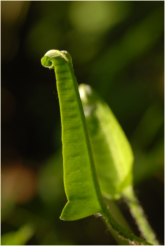 Hirschzungenfarn (Asplenium scolopendrium)