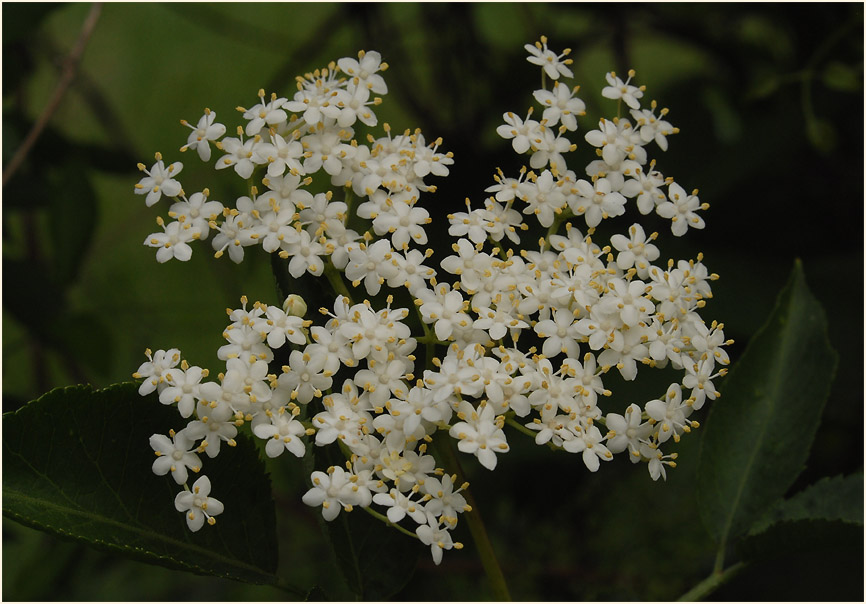 Holunder (Sambucus nigra)