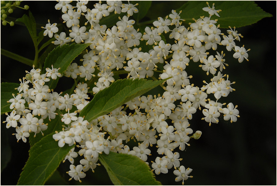 Holunder (Sambucus nigra)