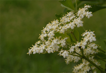 vergrößern