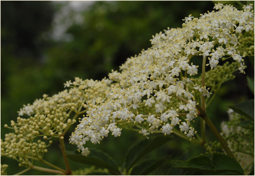 Holunder (Sambucus nigra)