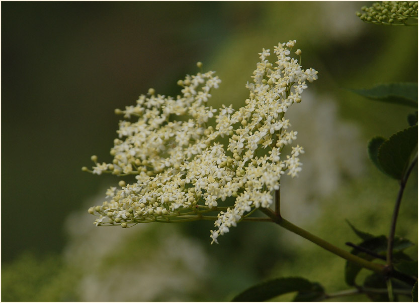 Holunder (Sambucus nigra)