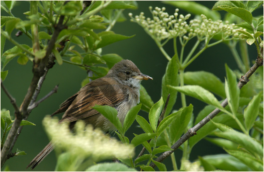 Dorngrasmücke im Holunderstrauch (Sambucus nigra)