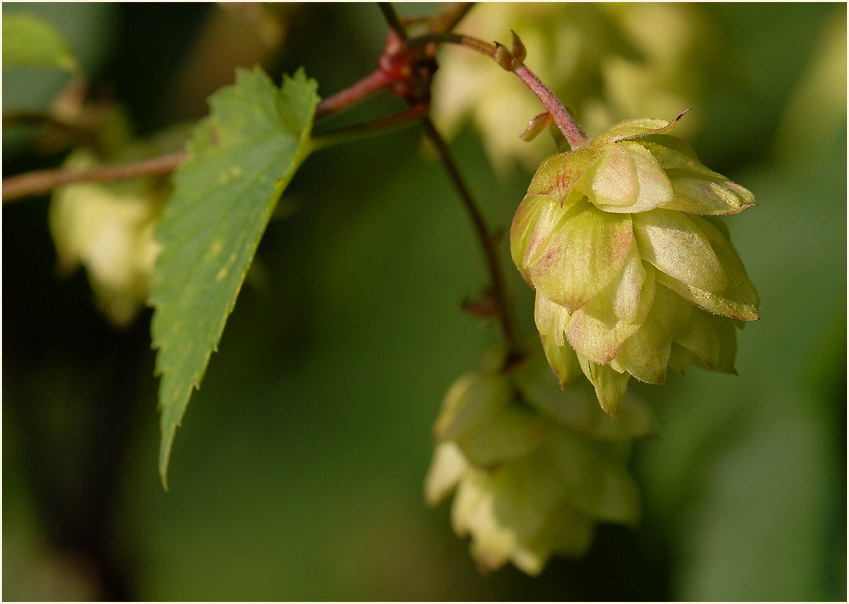 Hopfen (Humulus lupulus)