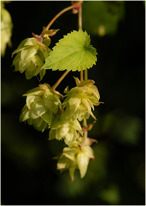 Hopfen (Humulus lupulus)