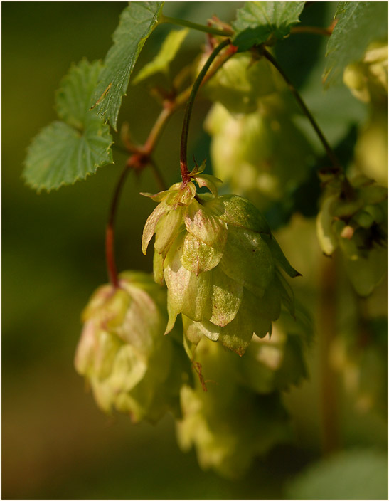 Hopfen (Humulus lupulus)