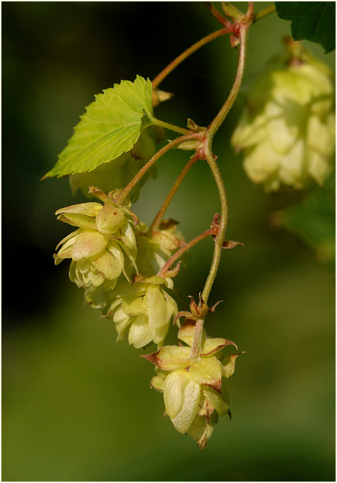 Hopfen (Humulus lupulus)