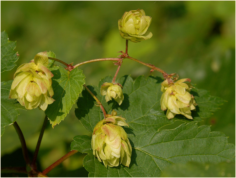 Hopfen (Humulus lupulus)