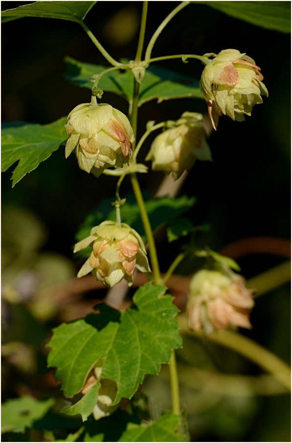 Hopfen (Humulus lupulus)