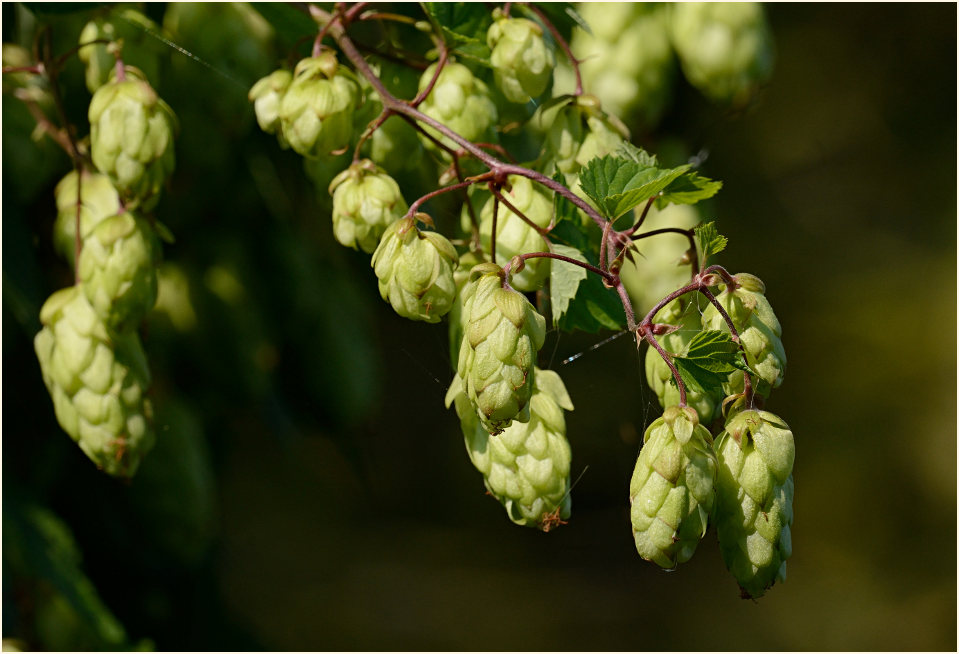 Hopfen (Humulus lupulus)