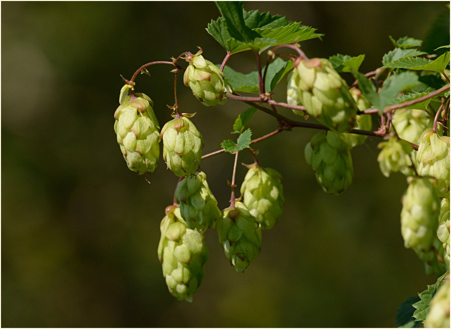 Hopfen (Humulus lupulus)