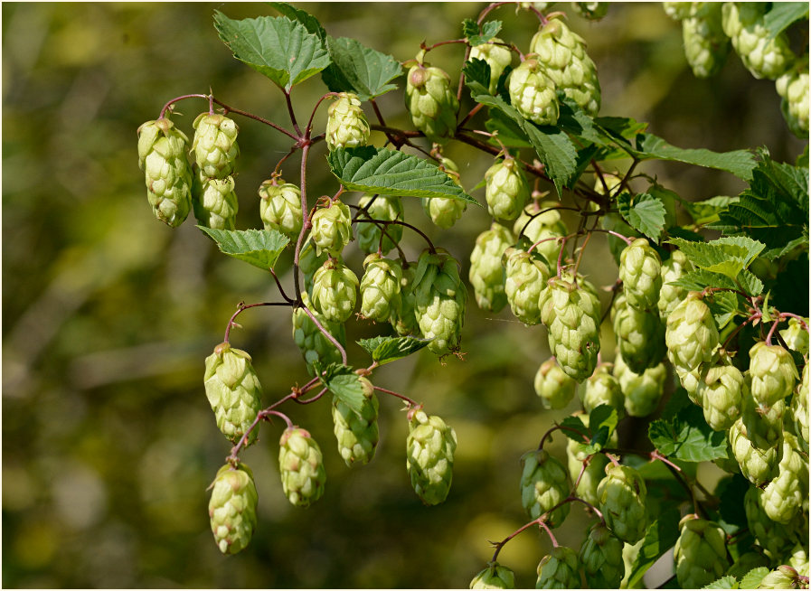 Hopfen (Humulus lupulus)