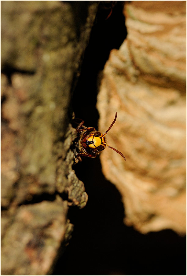 Hornisse vor dem Nest