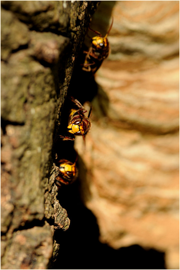 Hornissen vor dem Nest