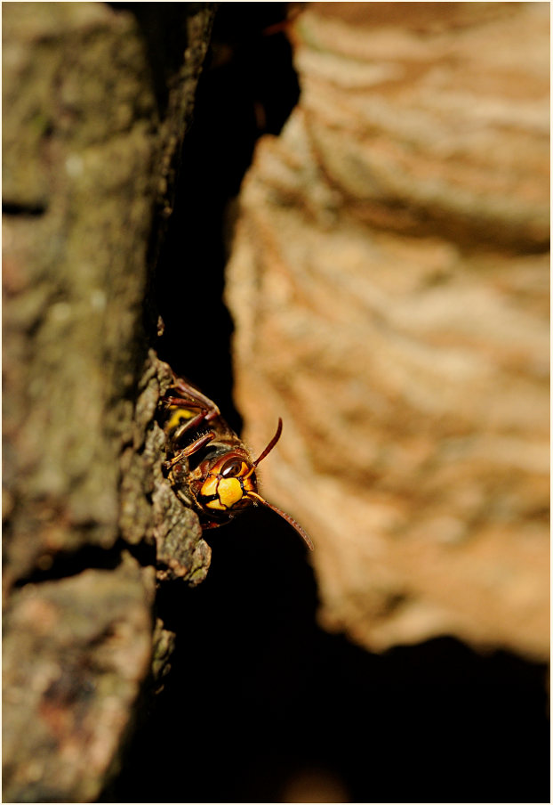 Hornisse vor dem Nest