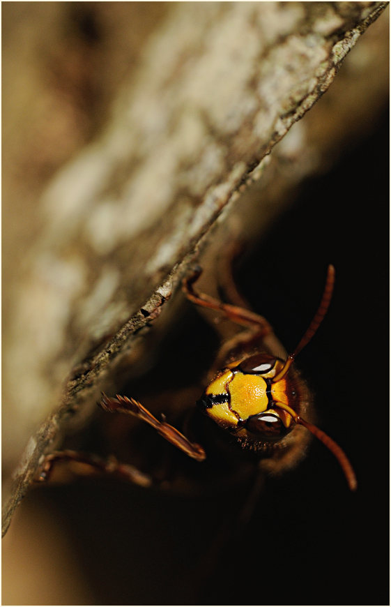 Hornisse vor dem Nest