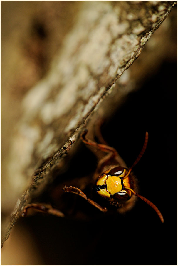 Hornisse vor dem Nest
