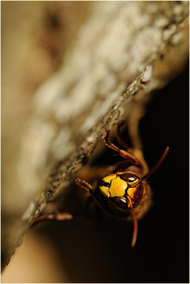 Hornisse vor dem Nest
