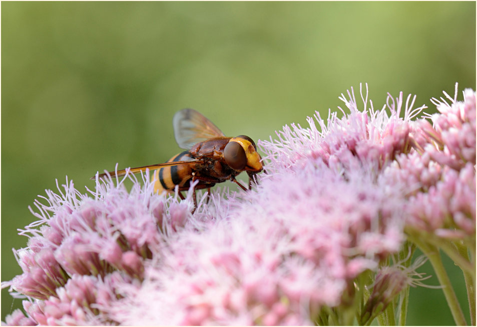 Hornissenschwebfliege