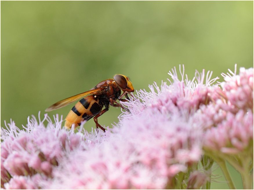 Hornissenschwebfliege