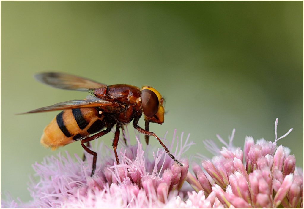 Hornissenschwebfliege