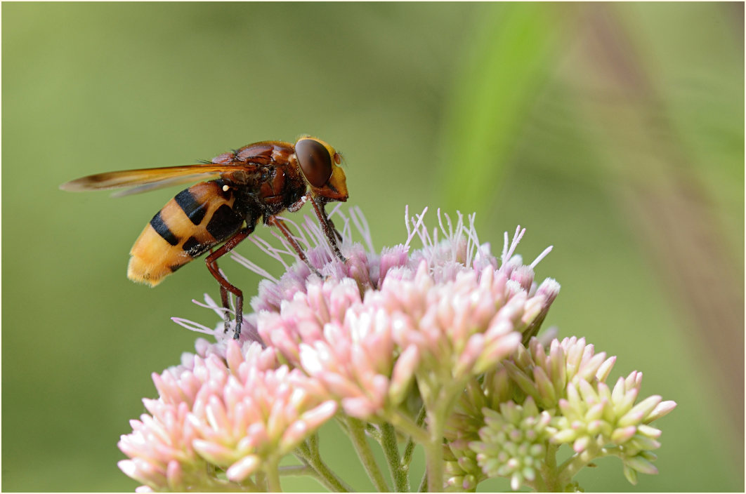 Hornissenschwebfliege