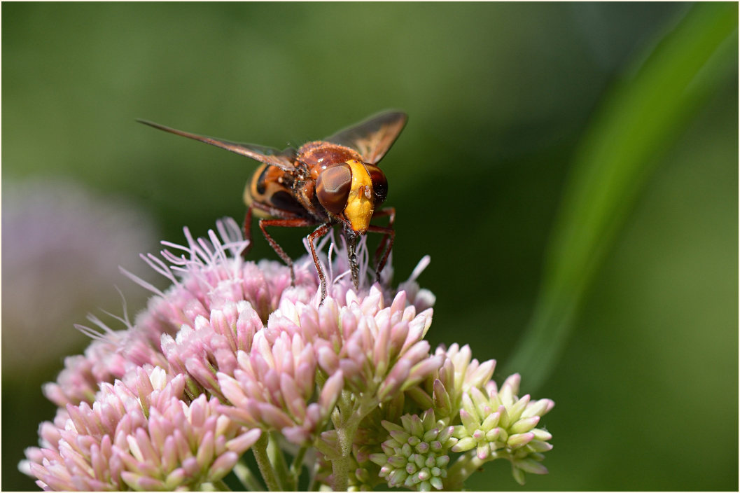 Hornissenschwebfliege