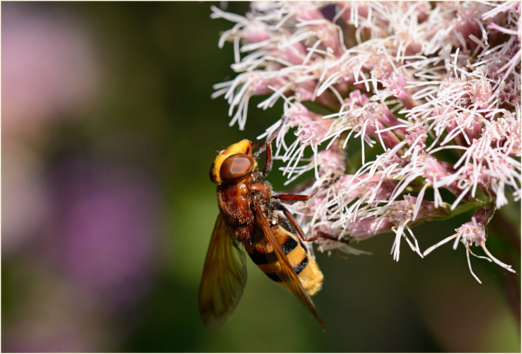Hornissenschwebfliege