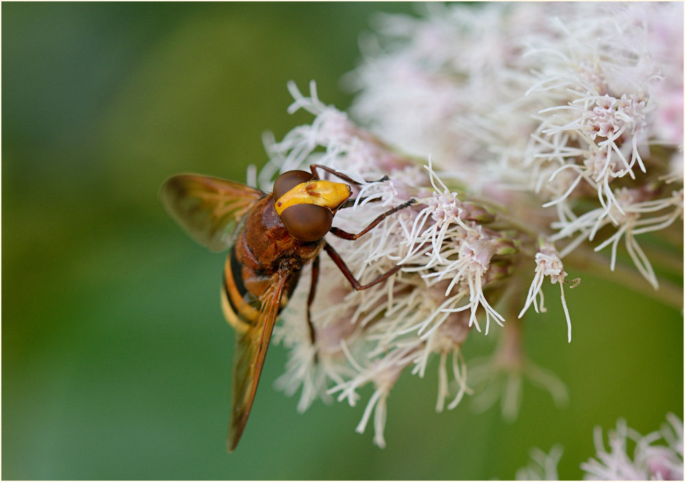 Hornissenschwebfliege