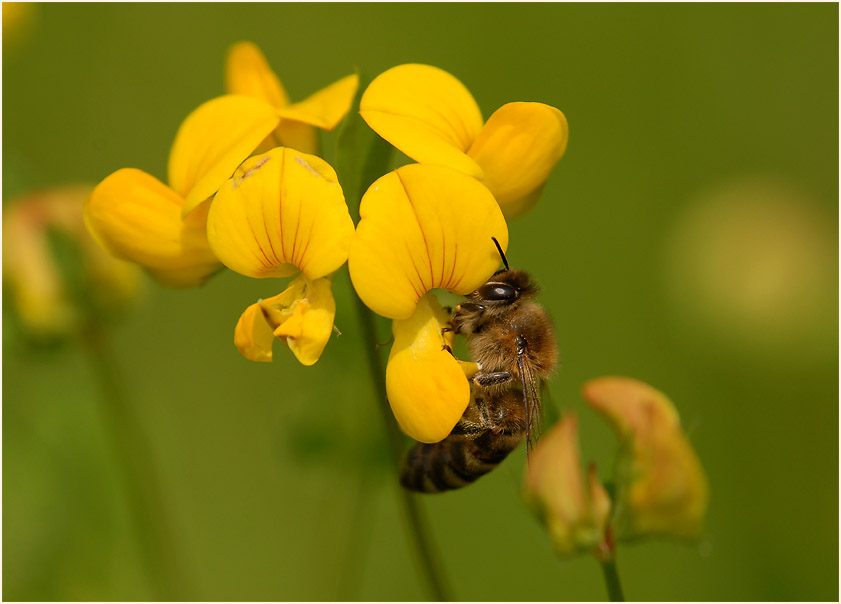 Hornklee (Lotus corniculatus)