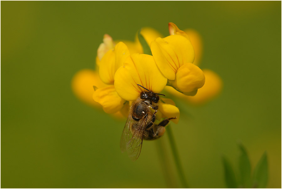 Hornklee (Lotus corniculatus)