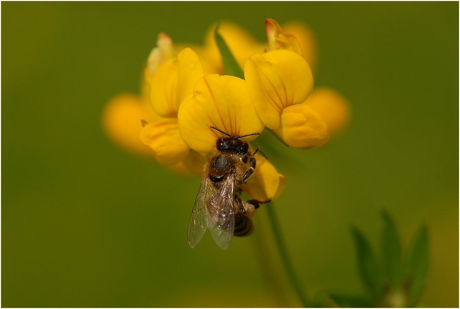 Hornklee (Lotus corniculatus)