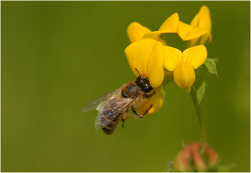 Hornklee (Lotus corniculatus)