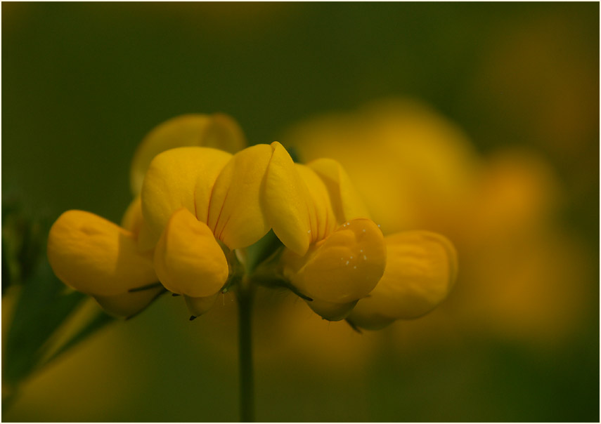 Hornklee (Lotus corniculatus)