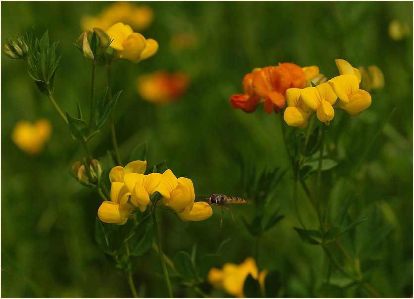 Hornklee (Lotus corniculatus)