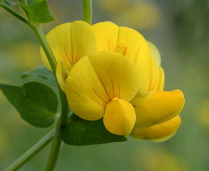 Hornklee (Lotus corniculatus)