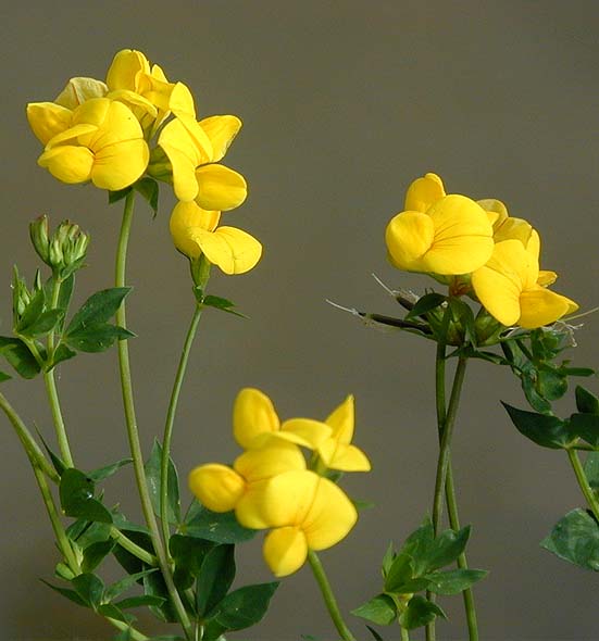 Hornklee (Lotus corniculatus)