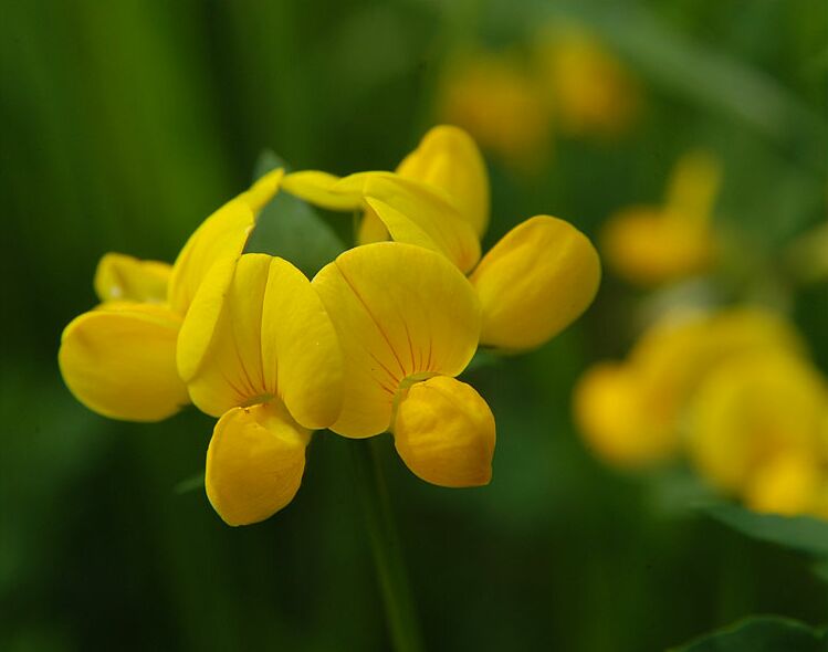 Hornklee (Lotus corniculatus)