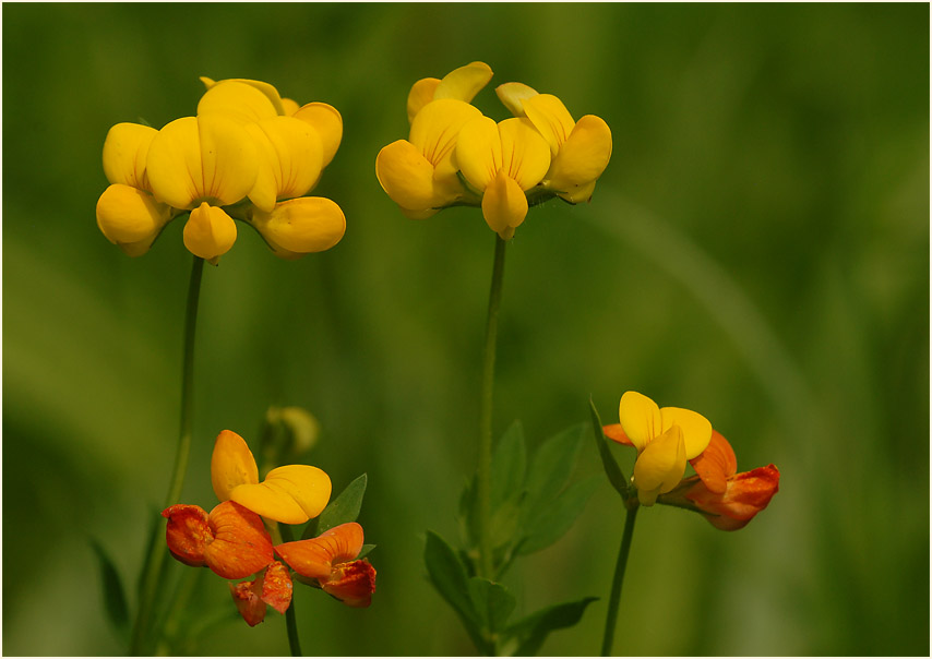 Hornklee (Lotus corniculatus)