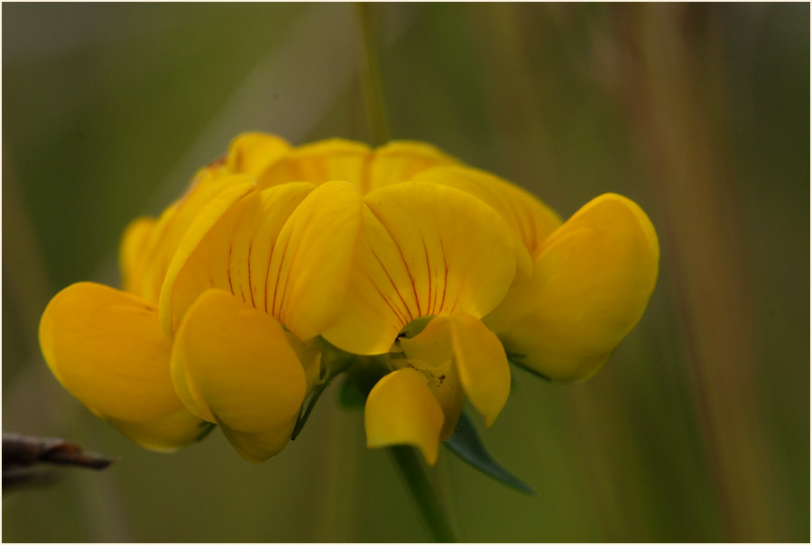 Hornklee (Lotus corniculatus)