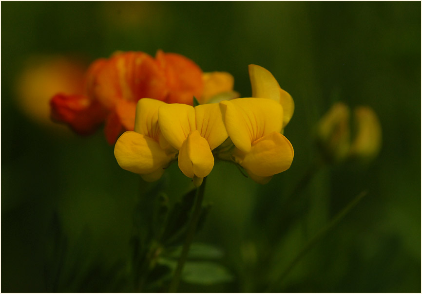 Hornklee (Lotus corniculatus)