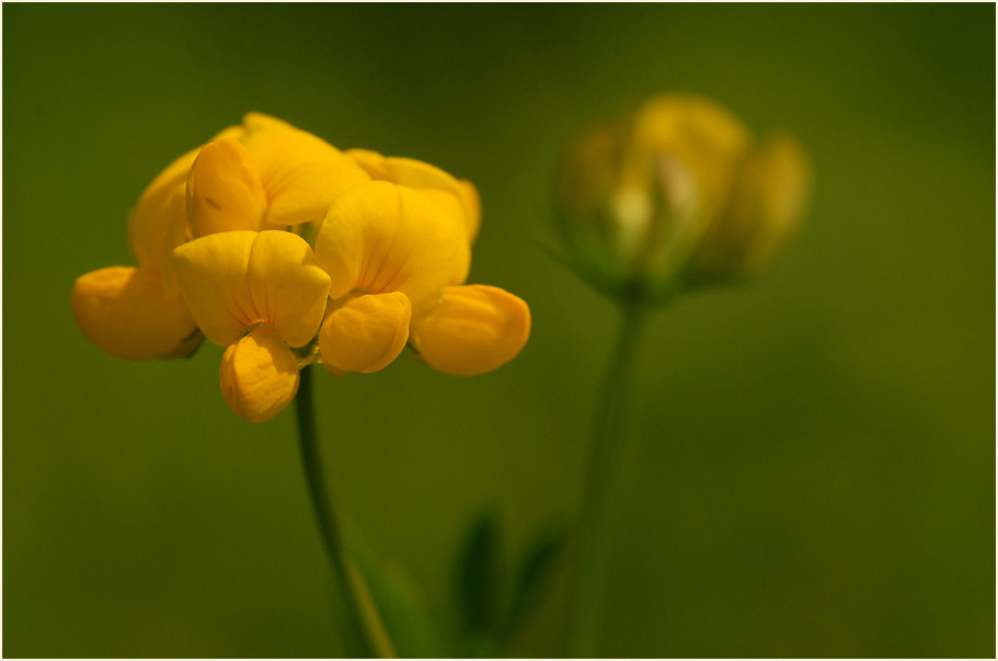 Hornklee (Lotus corniculatus)